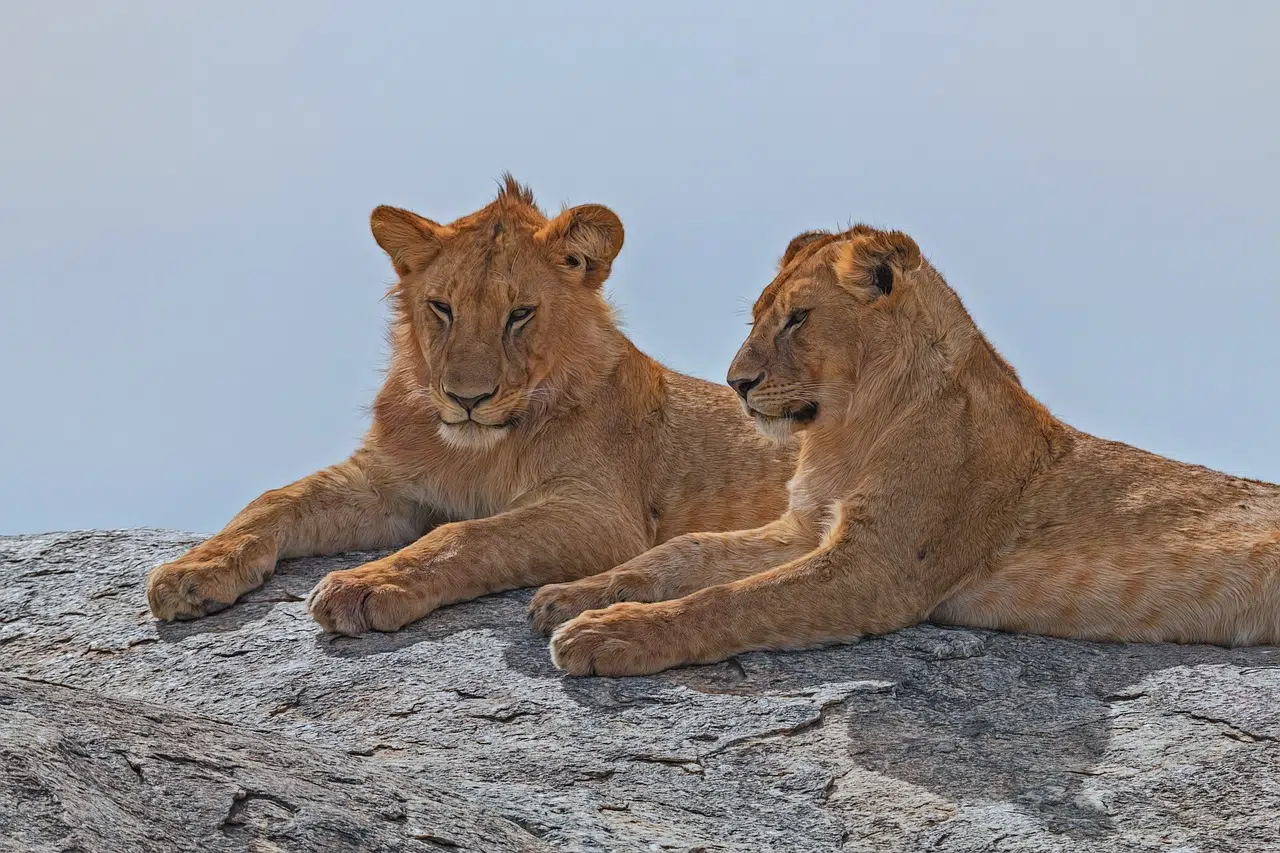 Lions in Tanzania